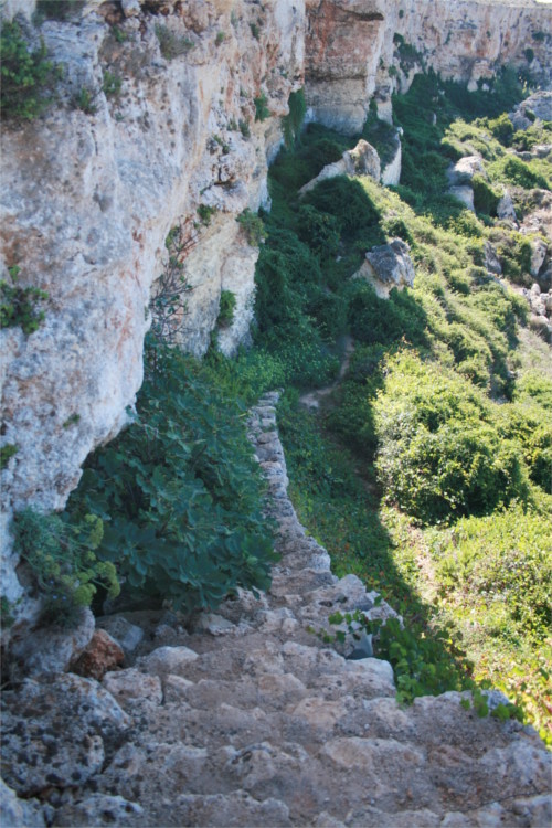 Escalier rempli de plantes